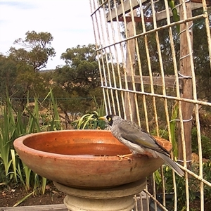 Manorina melanocephala (Noisy Miner) at Crowther, NSW - 10 Apr 2025 by Frecko