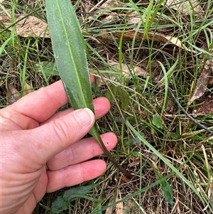 Cryptostylis subulata at Kangaroo Valley, NSW - suppressed