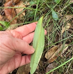 Cryptostylis subulata at Kangaroo Valley, NSW - suppressed