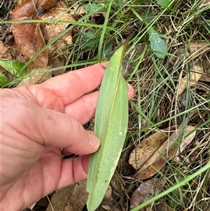 Cryptostylis subulata at Kangaroo Valley, NSW - suppressed