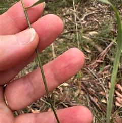 Aristida vagans at Kangaroo Valley, NSW - 15 Apr 2025 12:19 PM