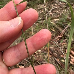 Aristida vagans at Kangaroo Valley, NSW - 15 Apr 2025 12:19 PM