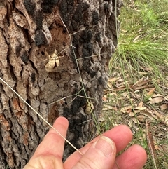 Aristida vagans at Kangaroo Valley, NSW - 15 Apr 2025 12:19 PM