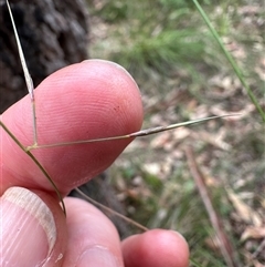 Aristida vagans at Kangaroo Valley, NSW - 15 Apr 2025 12:19 PM