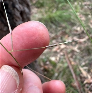 Aristida vagans at Kangaroo Valley, NSW - 15 Apr 2025 12:19 PM