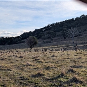 Macropus giganteus at Kambah, ACT - 15 Apr 2025 04:26 PM