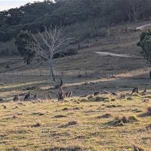Macropus giganteus at Kambah, ACT - 15 Apr 2025 04:26 PM