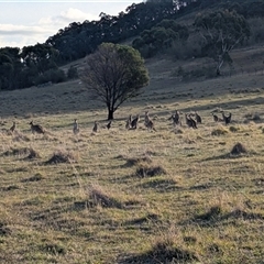 Macropus giganteus at Kambah, ACT - 15 Apr 2025 04:26 PM