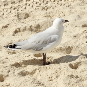 Chroicocephalus novaehollandiae at Cottesloe, WA - 9 Apr 2025 by KMcCue