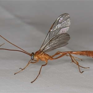 Ichneumonidae (family) at Melba, ACT - 11 Apr 2025 12:18 AM