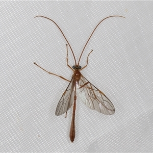 Ichneumonidae (family) at Melba, ACT - 11 Apr 2025 12:18 AM