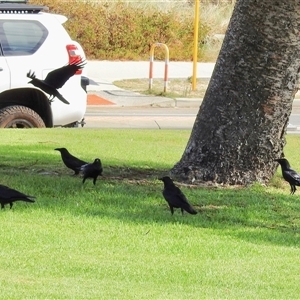 Corvus coronoides at Cottesloe, WA - 9 Apr 2025 09:53 AM
