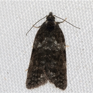 Dichelia cosmopis at Melba, ACT - 11 Apr 2025 12:20 AM