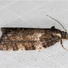 Dichelia cosmopis at Melba, ACT - 11 Apr 2025 12:20 AM