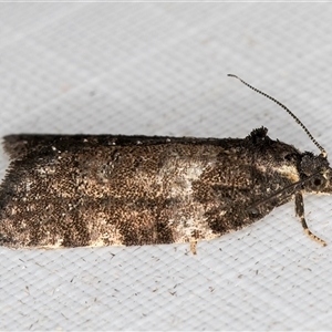 Dichelia cosmopis at Melba, ACT - 11 Apr 2025 12:20 AM
