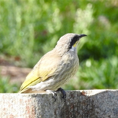Gavicalis virescens (Singing Honeyeater) at Ascot, WA - 8 Apr 2025 by KMcCue