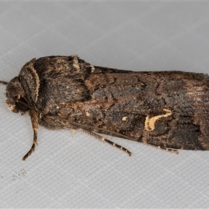 Proteuxoa bistrigula at Melba, ACT - 11 Apr 2025 12:21 AM