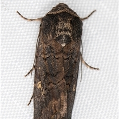 Proteuxoa bistrigula at Melba, ACT - 11 Apr 2025 12:21 AM