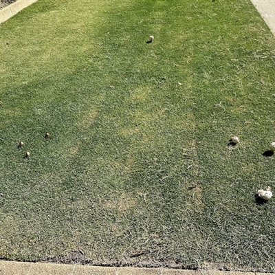 Unverified Fungus at Rivervale, WA - 10 Apr 2025 by KMcCue