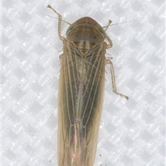 Nesoclutha phryne at Melba, ACT - 11 Apr 2025 11:33 PM