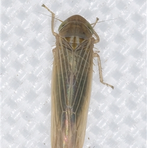 Nesoclutha phryne at Melba, ACT - 11 Apr 2025 11:33 PM