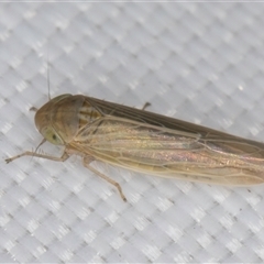 Nesoclutha phryne at Melba, ACT - 11 Apr 2025 11:33 PM
