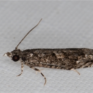 Holocola thalassinana at Melba, ACT - 11 Apr 2025 11:34 PM