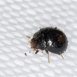 Unverified Lady beetle (Coccinellidae) at Melba, ACT - 11 Apr 2025 by kasiaaus