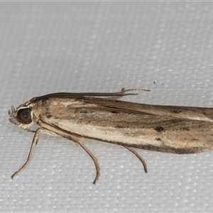 Faveria tritalis at Melba, ACT - 11 Apr 2025 11:35 PM