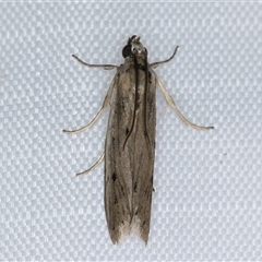 Faveria tritalis at Melba, ACT - 11 Apr 2025 11:35 PM