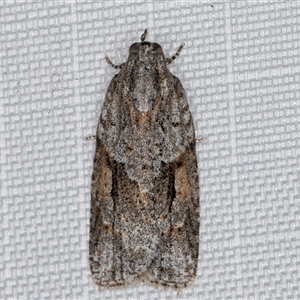 Acropolitis rudisana at Melba, ACT - 11 Apr 2025 11:35 PM