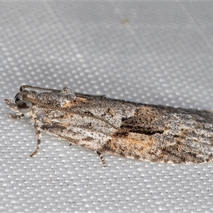 Acropolitis rudisana at Melba, ACT - 11 Apr 2025 11:35 PM