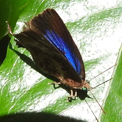 Unverified Blue or Copper (Lycaenidae) at The Gardens, NT - 13 Apr 2025 by HelenCross
