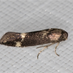 Heliozela (genus) at Melba, ACT - 12 Apr 2025 11:01 PM