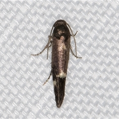 Heliozela (genus) at Melba, ACT - 12 Apr 2025 11:01 PM