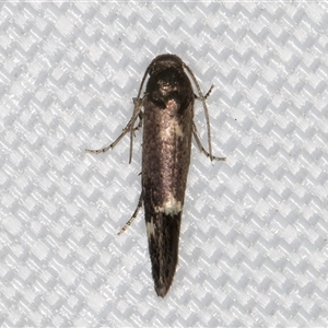 Heliozela (genus) at Melba, ACT - 12 Apr 2025 11:01 PM