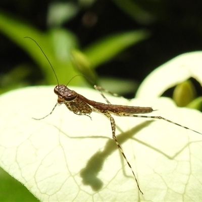 Unverified Praying mantis (Mantodea) at The Gardens, NT - 13 Apr 2025 by HelenCross