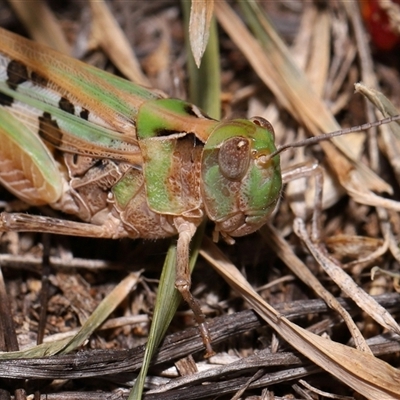 Chortoicetes terminifera (Australian Plague Locust) at Yarralumla, ACT - 9 Mar 2025 by TimL