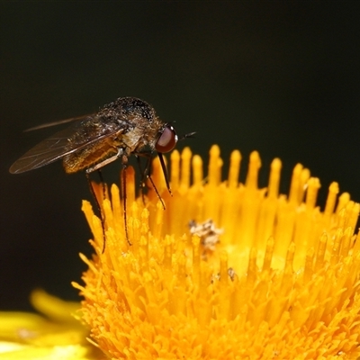 Geron sp. (genus) (Slender Bee Fly) at Acton, ACT - 6 Mar 2025 by TimL
