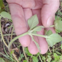 Richardia humistrata at Pappinbarra, NSW - 7 Mar 2025 12:51 PM