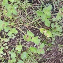 Richardia humistrata at Pappinbarra, NSW - 7 Mar 2025 12:51 PM