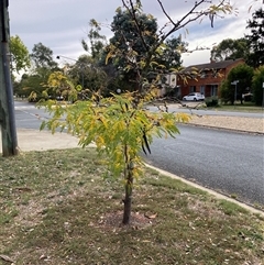 Gleditsia triacanthos at Hackett, ACT - 10 Apr 2025 11:12 AM