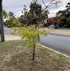 Gleditsia triacanthos at Hackett, ACT - 10 Apr 2025 11:12 AM