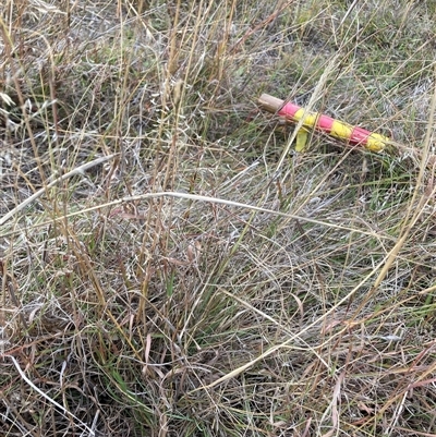Eragrostis curvula (African Lovegrass) at Watson, ACT - 14 Apr 2025 by waltraud