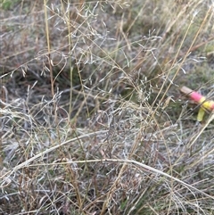 Eragrostis curvula at Watson, ACT - 14 Apr 2025 02:59 PM