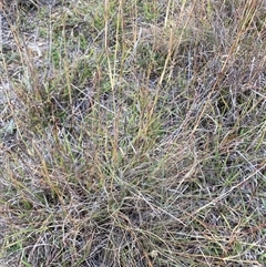 Eragrostis curvula at Watson, ACT - 14 Apr 2025 02:59 PM