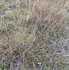 Eragrostis curvula at Watson, ACT - 14 Apr 2025 02:59 PM