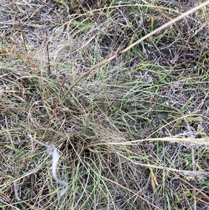 Eragrostis curvula at Watson, ACT - 14 Apr 2025 02:59 PM