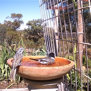 Plectorhyncha lanceolata at Crowther, NSW - 11 Apr 2025 by Frecko