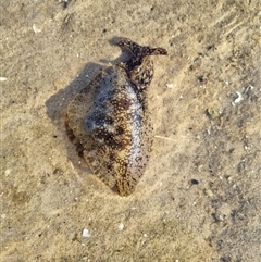Unverified Sea Slug, Sea Hare or Bubble Shell at Merimbula, NSW - 13 Apr 2025 by theokarner